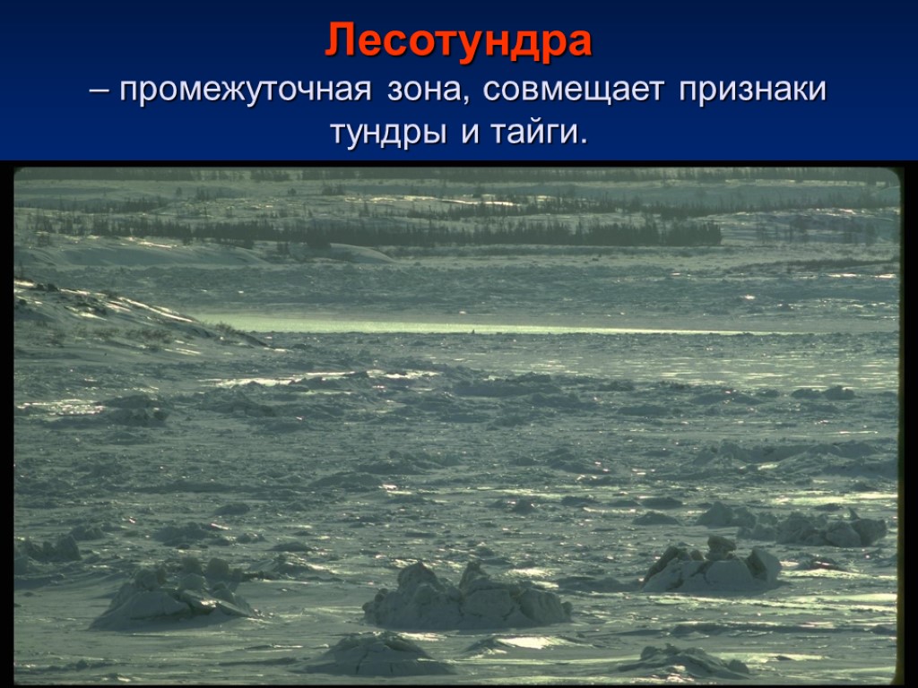 Лесотундра – промежуточная зона, совмещает признаки тундры и тайги.